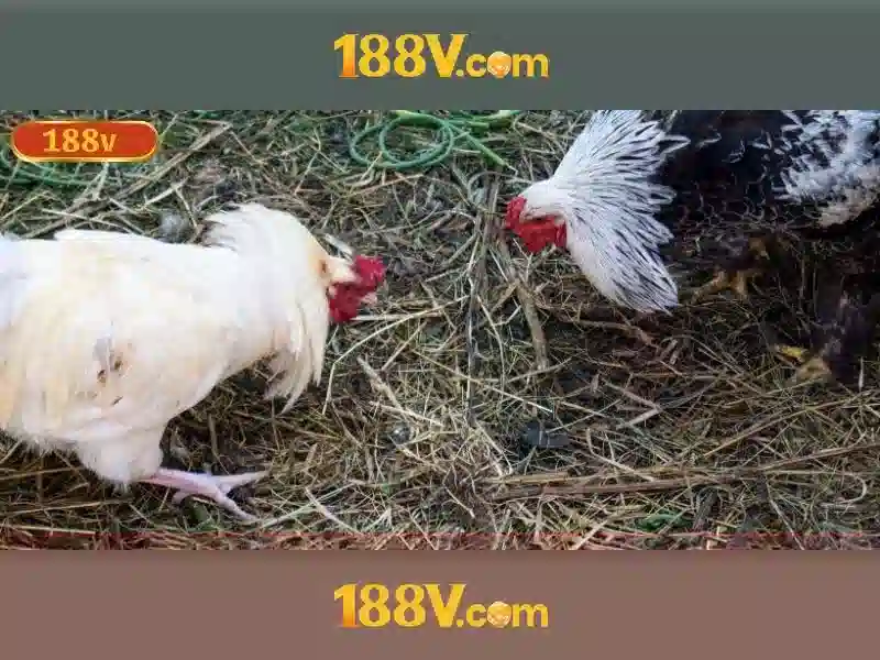 188v có lừa đảo không: đánh giá và trải nghiệm